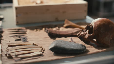 artefactos arqueológicos, herramientas y cráneos en la mesa en el laboratorio