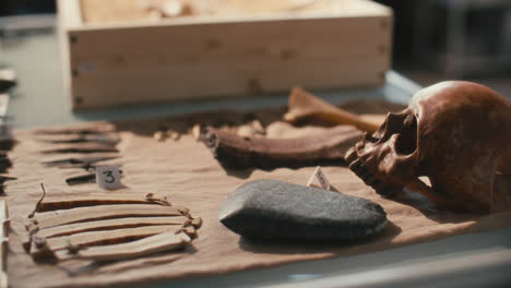 archaeological artifacts, tools and skull on table in laboratory