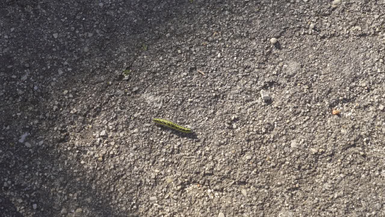 oruga en el suelo de grava