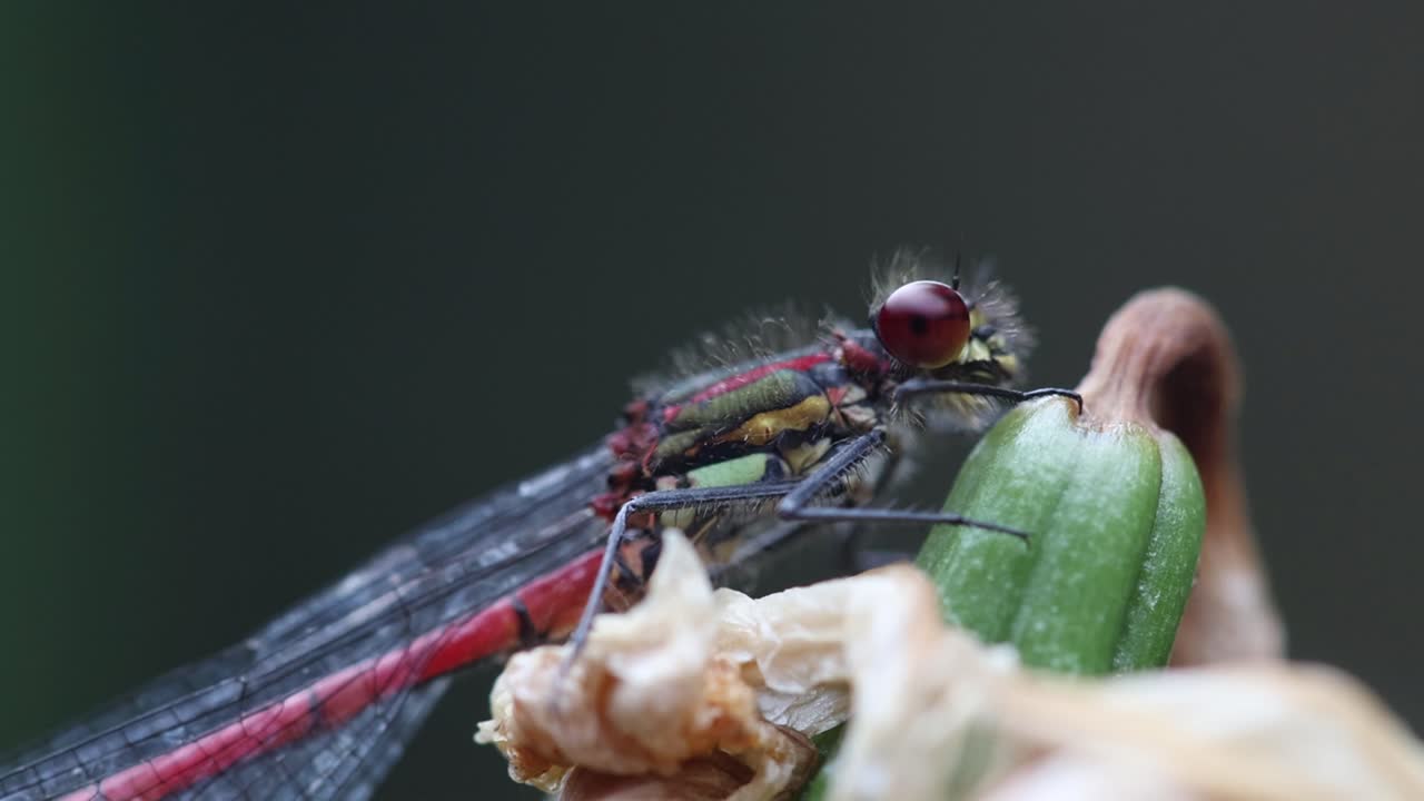 Large Red Damselfly, Pyrrhosoma nymphula. Closeup of an individual perched a a dead Yellow Flag flower in pond. Summer. UK
