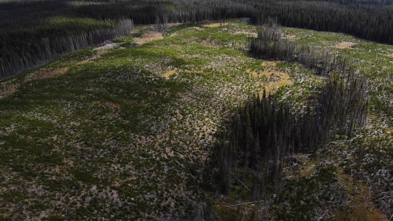 4K drönarfilm av en skog som har avverkats, kalhuggits och återplanterats bredvid en motorväg