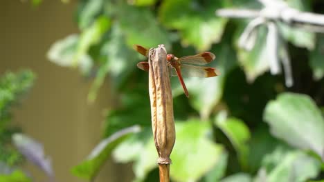 un skimmer rojo fuego o una libélula petardo trepando flores secas en el jardín de verano