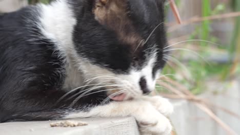 close-up-of-a-cat-licking-its-body