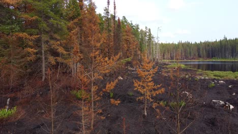 Carbón-Vegetal-De-Tierra-Marrón-Negro-Y-Delgada-Línea-De-árboles-De-Coníferas-Quemadas-En-Lebel-sur-quevillon,-Quebec,-Canadá