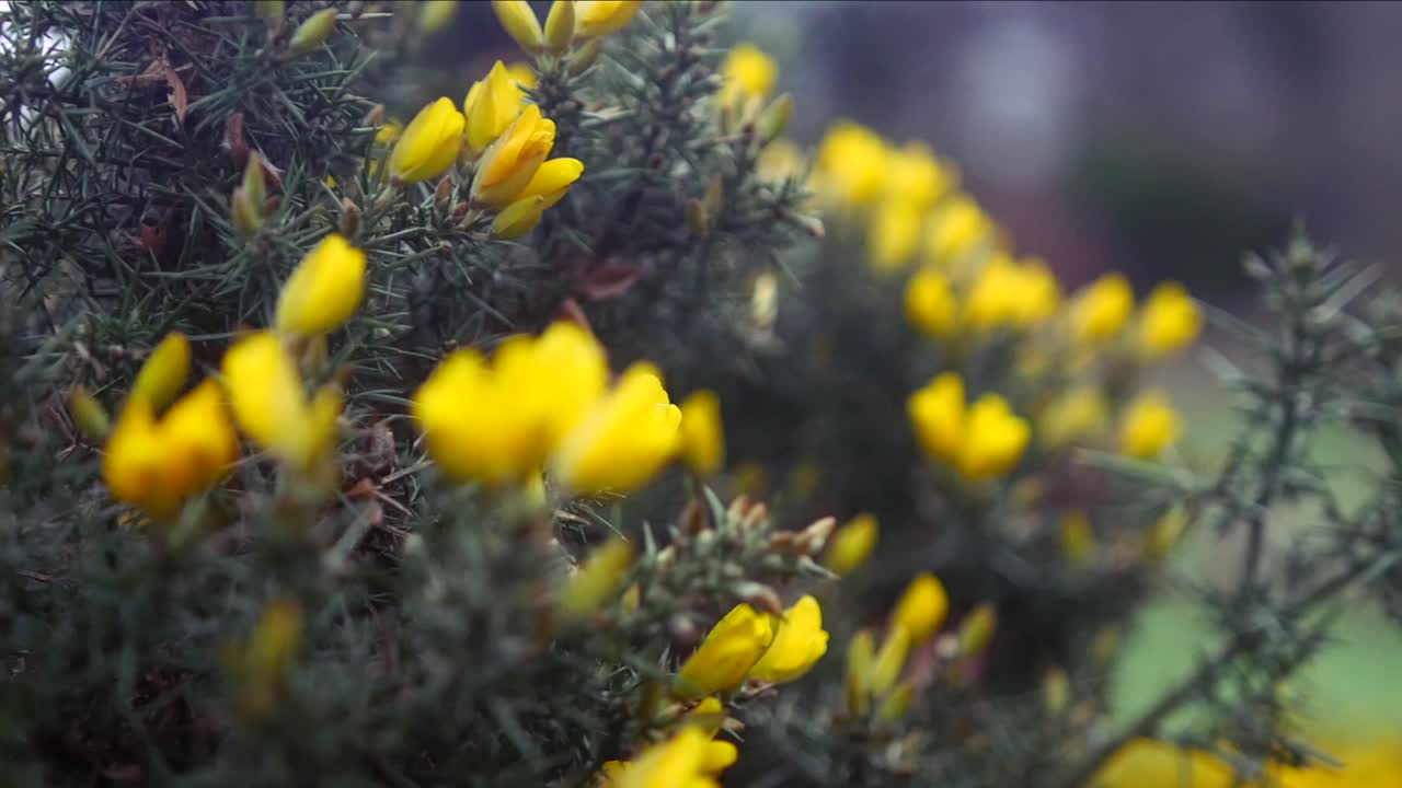 Yellow flowers with thorns, shallow depth of field