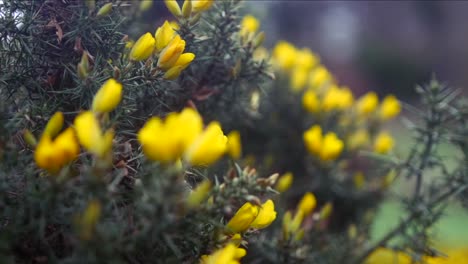 yellow flowers with thorns, shallow depth of field