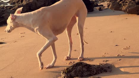 A white dog stands on a rugged coastal terrain, with the low-angle evening sunlight creating an atmospheric ambiance
