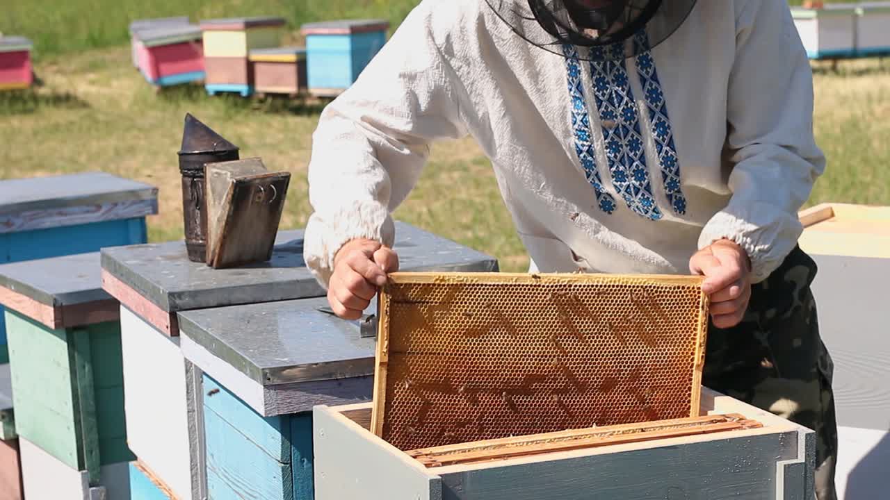 Beekeeper working in apiary among a swarm of bees. Frames of a bee hive. Beekeeping. Honey.