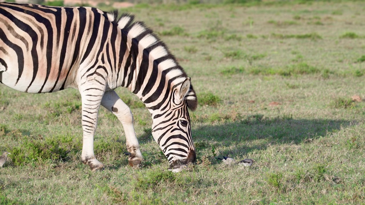 Vortespurve (Creatophora cinerea) der spiser insekter, forstyrret af zebraen (Equus quagga burchellii), mens den bevæger sig gennem græsset