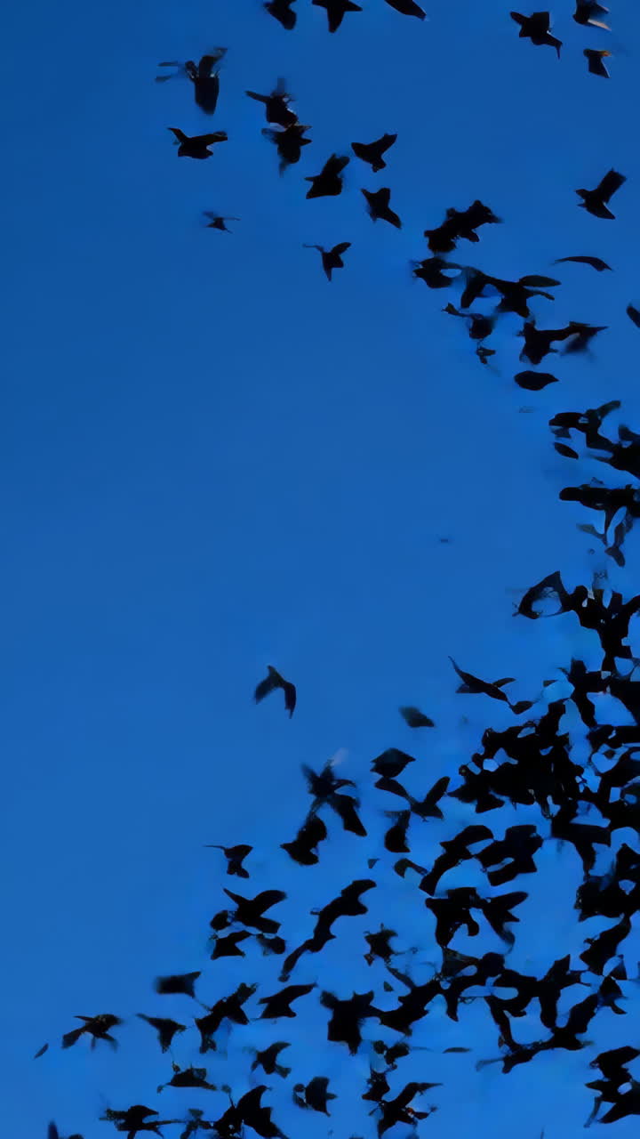 Flock of Silhouetted Birds Flying in a Blue Sky