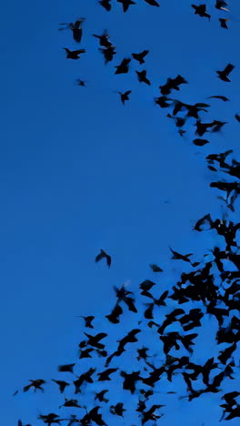 flock of silhouetted birds flying in a blue sky