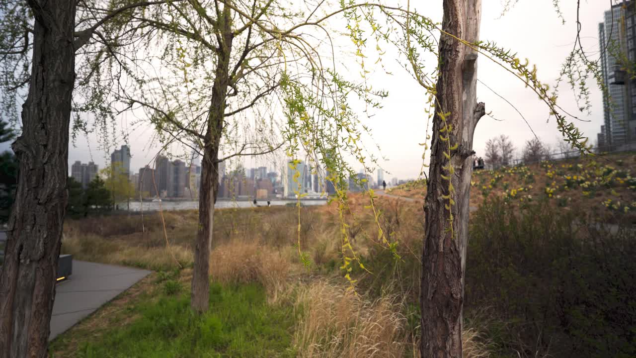 Parco di New York con area giardino naturale in primavera con Midtown Manhattan sullo sfondo
