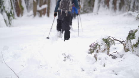 Slow-motion,-Line-of-people,-shoulder-down,-Snowshoeing-through-snowfall-in-a-wintery-forest