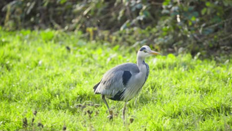 Grey-heron-bird-striding-in-green-wetland-grass-with-buzzing-flies