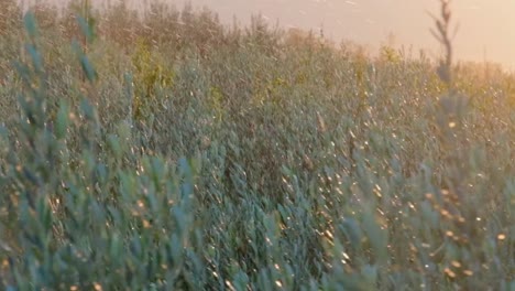 slow-motion-footage-of-tree-saplings-watering-under-the-sun-with-a-sprinkler