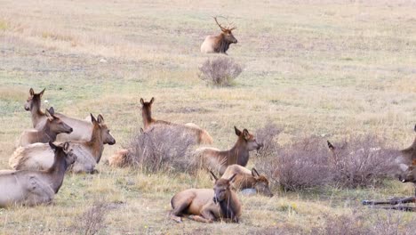 manada de alces hembras con cabeza de alce macho protegiendo mientras yacen en el suelo en el parque nacional de las montañas rocosas en un campo de hierba