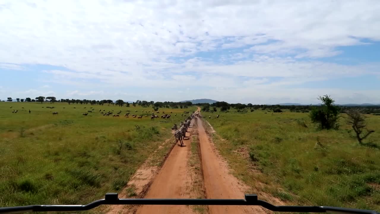 세렝게티 국립 공원의 비포장 도로에서 사파리 4x4 자동차의 pov 드라이브, 많은 얼룩말