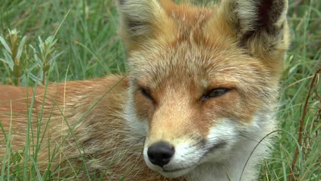 close up of a resting red fox