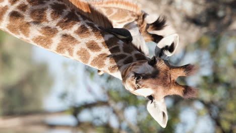 vertical - closeup of northern giraffe's head and neck in sunlight