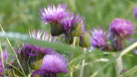 bumblebee gathering nectar and taking off purple thistle flower