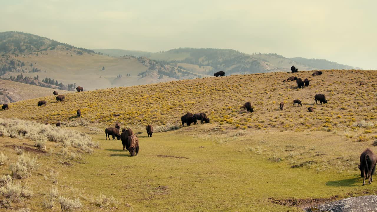 una foto lejana de una manada de bisontes búfalos pastando en una colina de la pradera