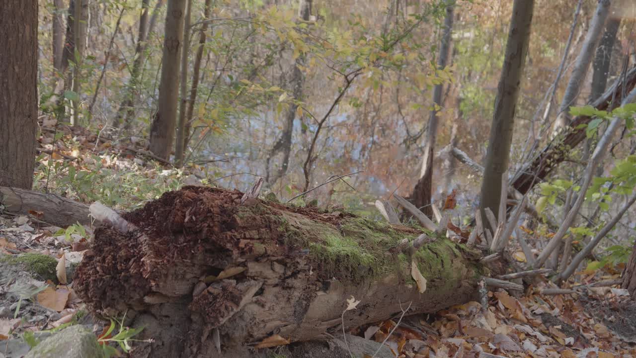 Moss on fallen tree near flowing Wissahickon Creek