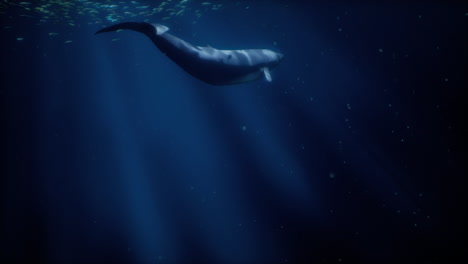 a whale swimming in the deep blue ocean