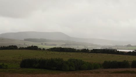 Ganado-Pastando-En-La-Distancia-En-Las-Colinas-De-Pentland,-Escocia