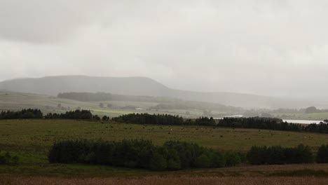 cattle grazing in the distance in the pentland hills, scotland