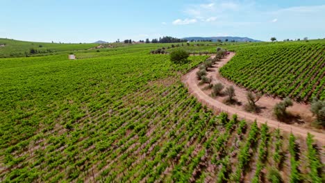 Vista-Aérea-De-Cauquenes-En-El-Valle-Del-Maule,-Plantaciones-De-Viñedos-Verdes-Orgánicos,-Chile