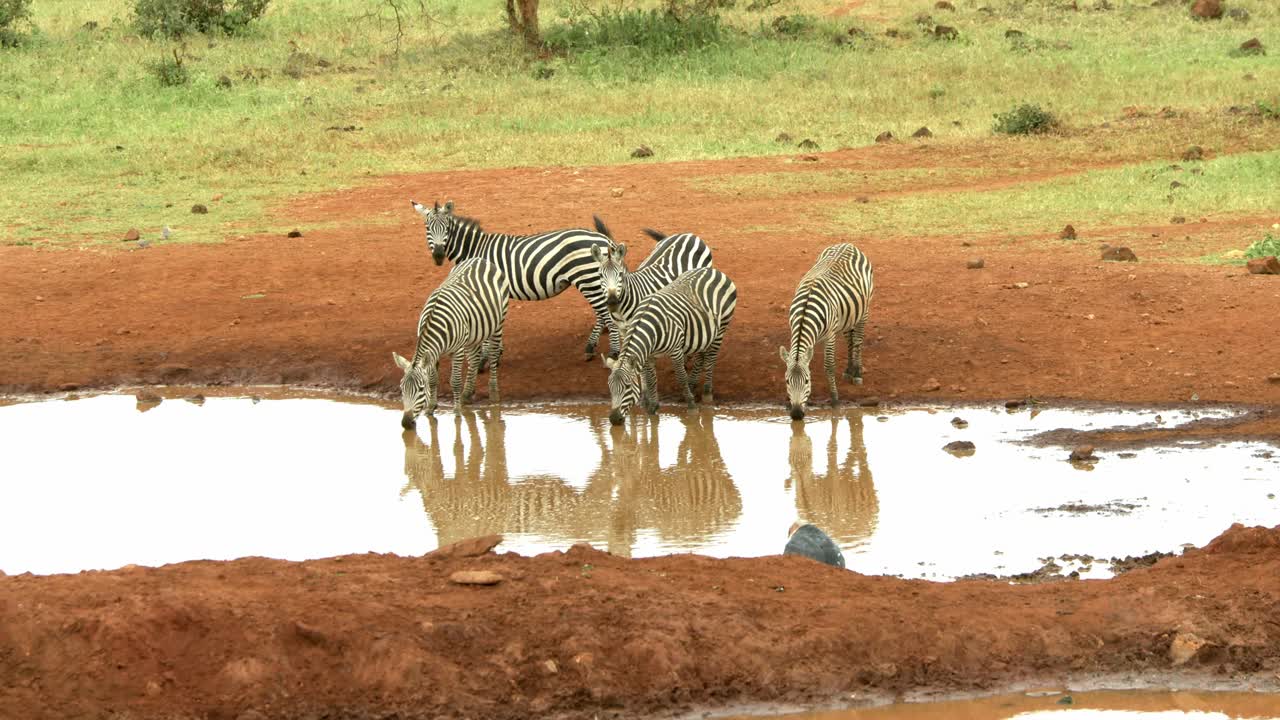 Almindelige zebraer, der drikker fra vandhul med maraboustork i Tsavo West Nationalpark, Kenya.
