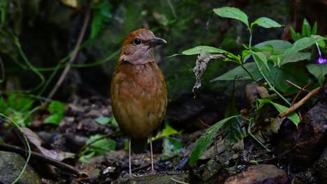 la pitta de nuca oxidada es un ave confiada que se encuentra en hábitats de bosques montañosos de gran altura, hay muchos lugares en tailandia para encontrar esta ave