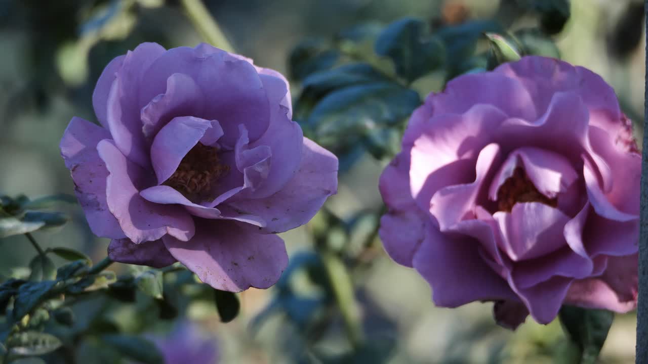 정원에 피는 꽃