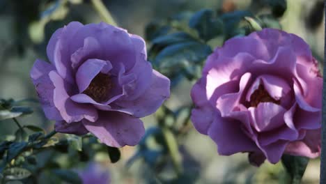 flores florecientes en un jardín