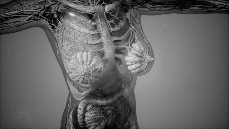 modelo que muestra la anatomía del cuerpo humano ilustración