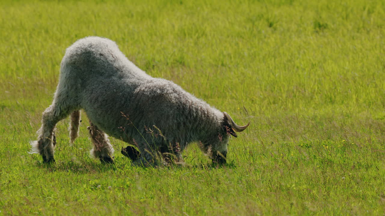 Овцы пасутся в поле