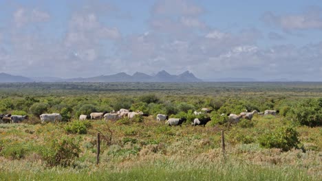 sheep grazing in a rural landscape