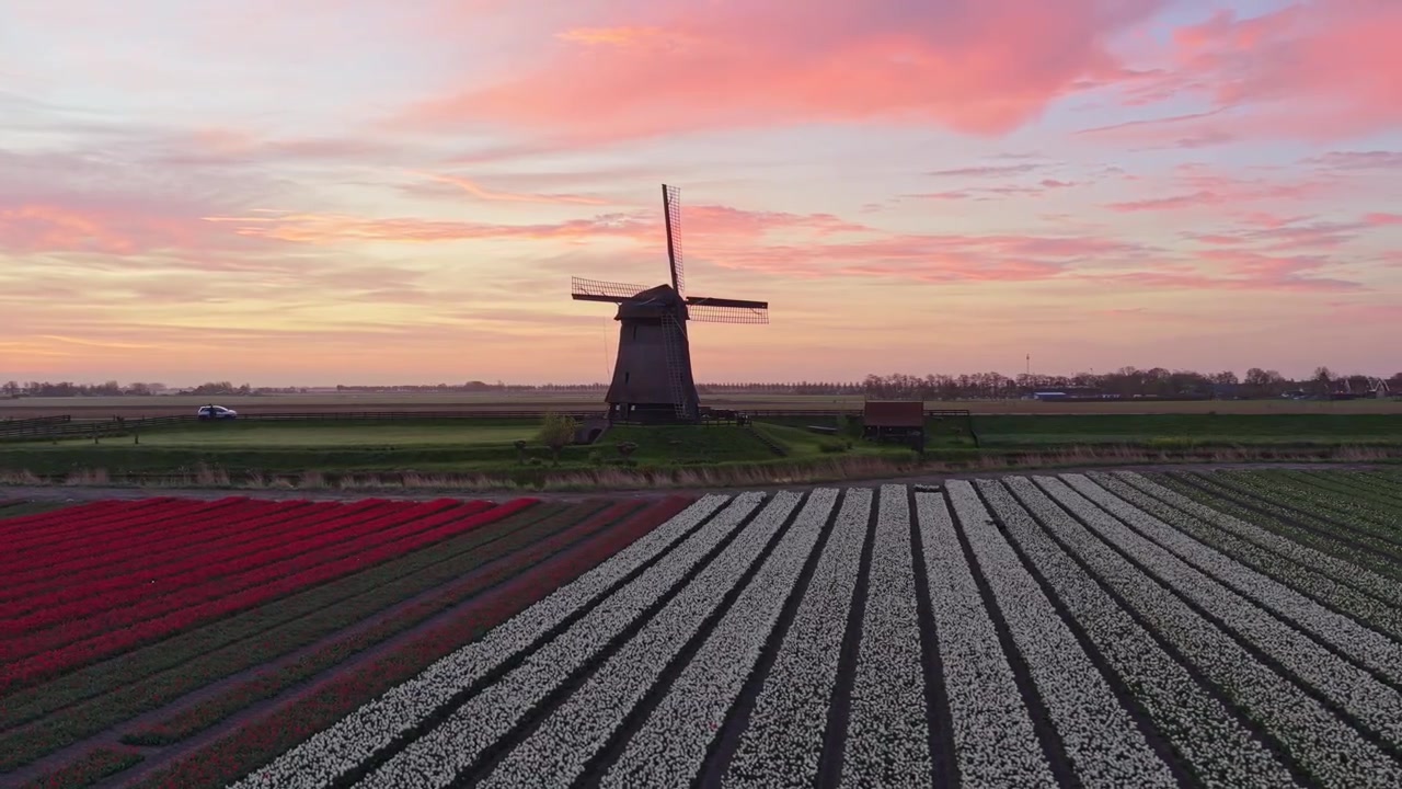 Nederlandsk vindmøllesilhuett med tulipanåkre under en pittoresk solnedgang