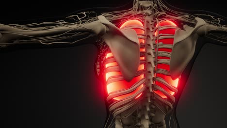 examen radiológico de los pulmones humanos