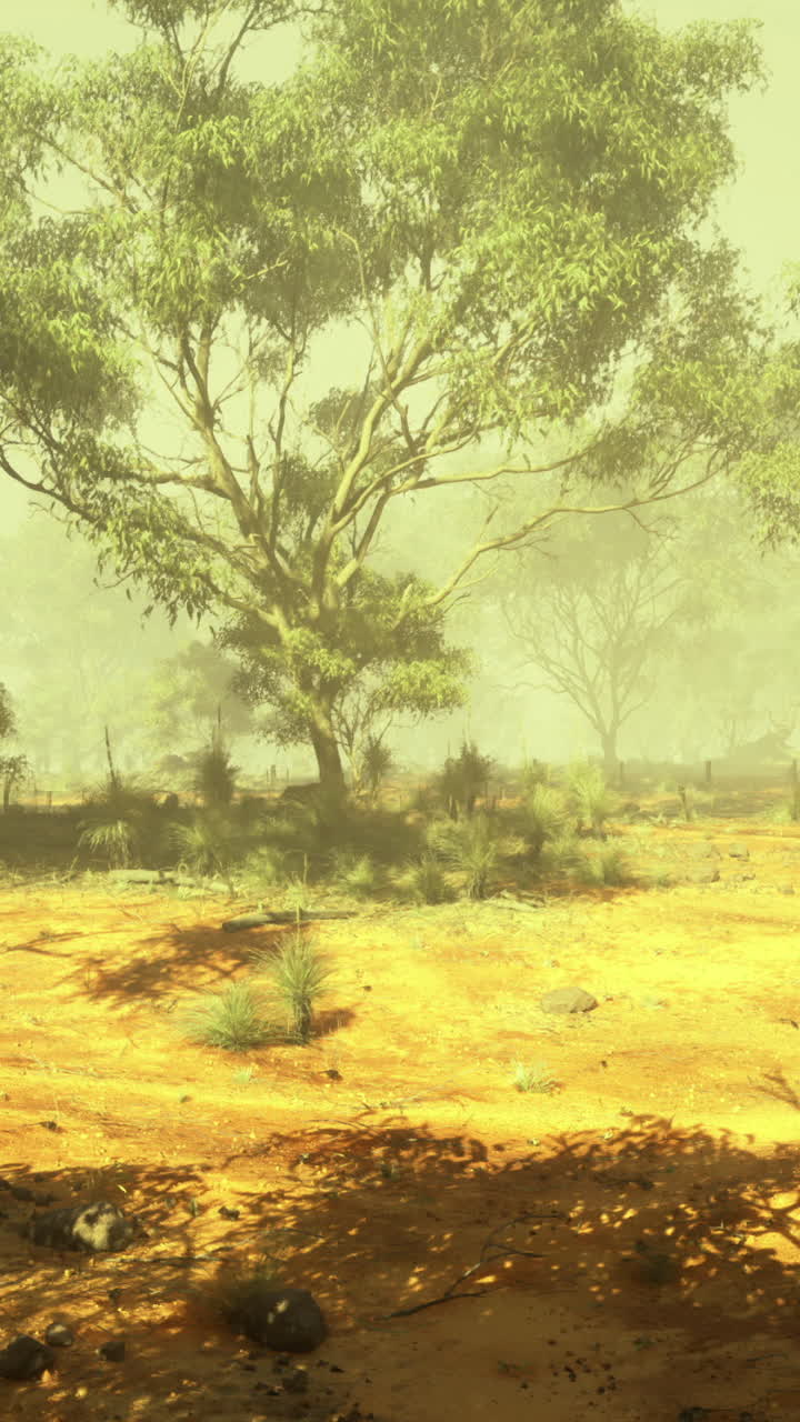 Foggy landscape with eucalyptus trees in a serene natural environment