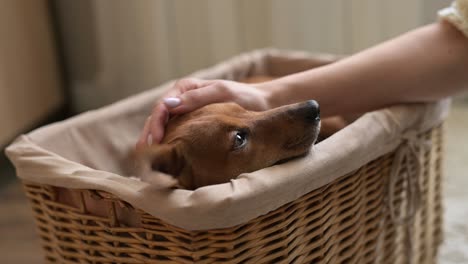 pequeño perro marrón sentado y relajado en una cesta de mimbre. su dueño lo acaricia