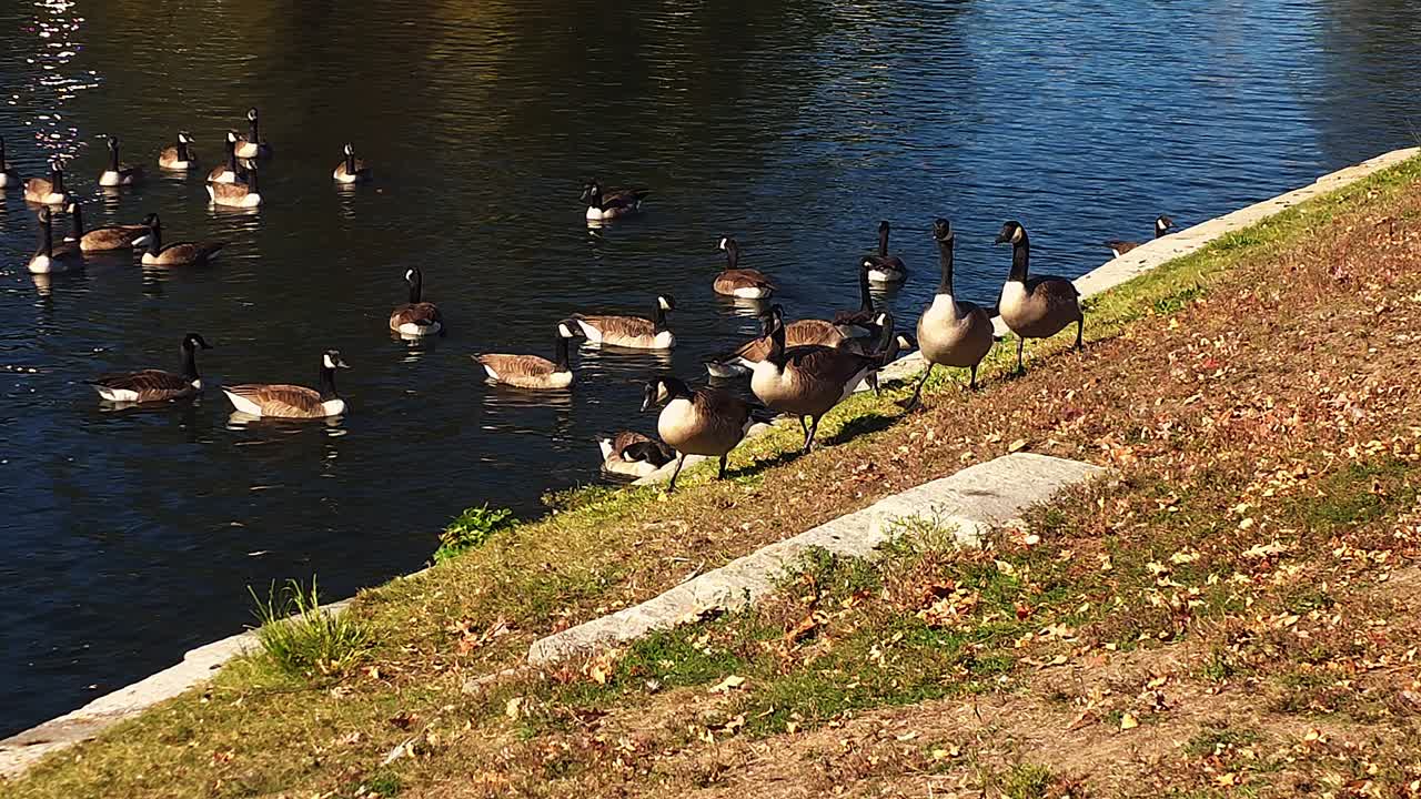 Canada geese at Deering Oak Park, Portland, Me