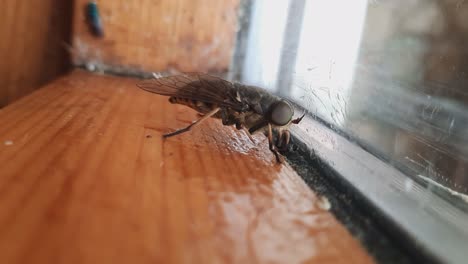 close up of horsefly tabanidae diptera insect on a window glass