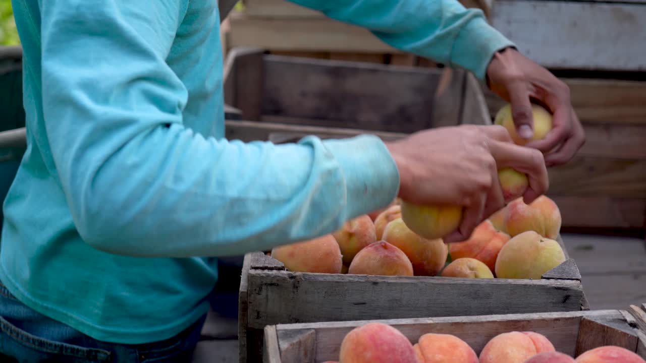 신선한 복숭아를 따서 상자에 넣는 손 클로즈업