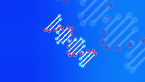 Layered-genetic-DNA-sequence-strand-graphic-illustration-spinning-on-blue-backdrop-with-magnification-faded-version