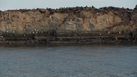 Camiones-A-La-Izquierda-De-Una-Isla-Rocosa-Llena-De-Lobos-Marinos-Y-Aves-Marinas-Que-Muestran-La-Vida-Marina