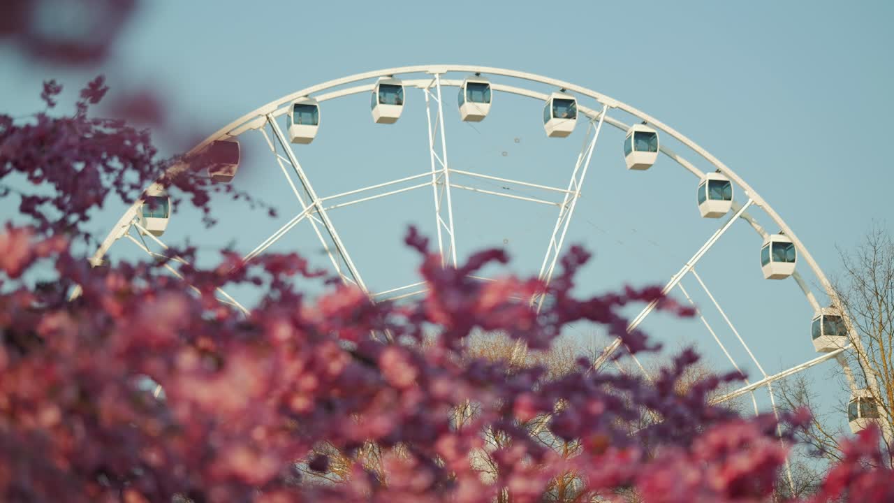 Blossoms and Ferris wheel create dreamy spring moment in Riga cityscape, Latvia