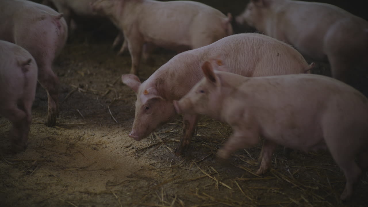 창고 에 있는 돼지 들