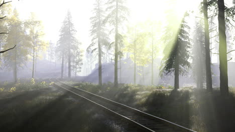 misty forest landscape with sun rays illuminating railway tracks at dawn
