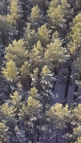 snowy pine forest